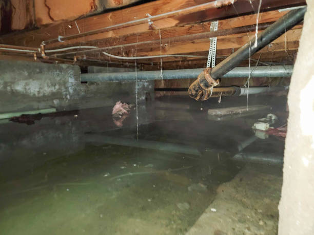 Best Professional water damage repair  in Grayson, KY